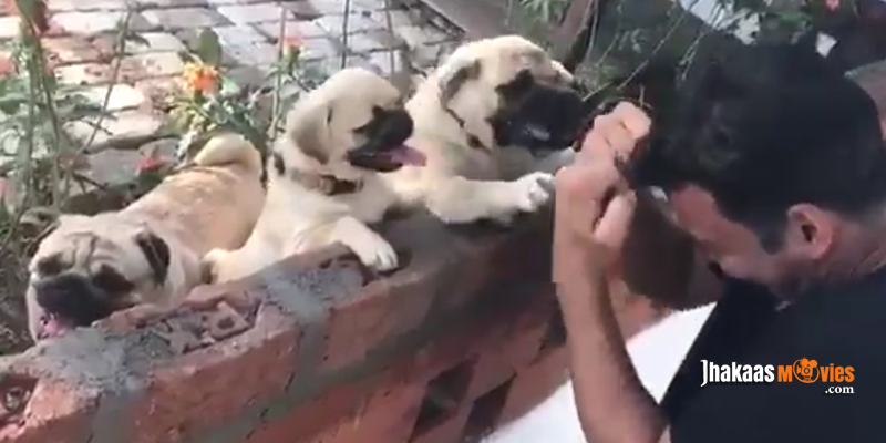 Akshay kumar with his dogs pugs