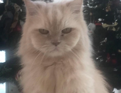 Tiger Shroff mourns loss of pet cat JD.