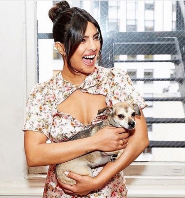 Priyanka Chopra Jonas adopted a puppy in 2016 and named her Diana. The Indian actress then introduced Diana to the world on Instagram. She goes with the Insta handle 