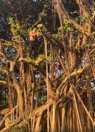 Vidyut Jammwal climbs tree.