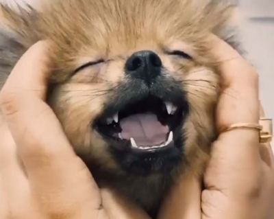 Lockdown diaries: South stars spend quality time with furry friends.