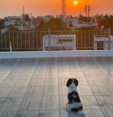 Lockdown diaries: South stars spend quality time with furry friends.