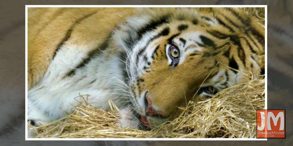 The Zoo Covid 19 Animals.