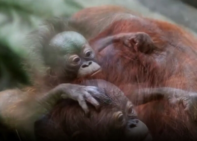 Shraddha Kapoor supports #LockdownZoos initiative.