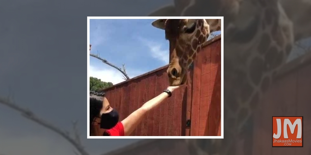 Sunny Leone feeds giraffe in new video.