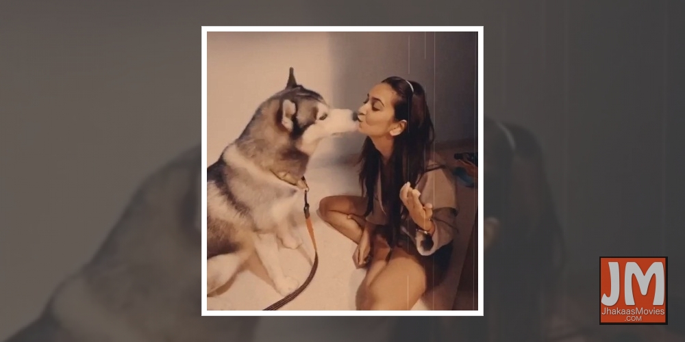 Kriti bakes birthday cake for PulkitÃƒÂ¢Ã‚Â€Ã‚Â™s pet Drogo.