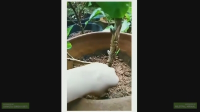 Shweta on #Plants4SSR: More than 1 lakh trees were planted across the globe.