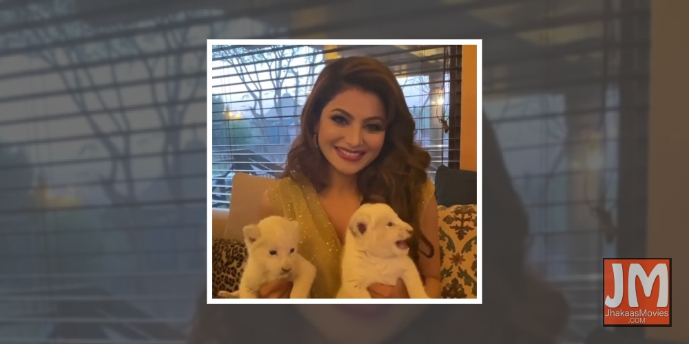 Urvashi Rautela has lioness cub named after her