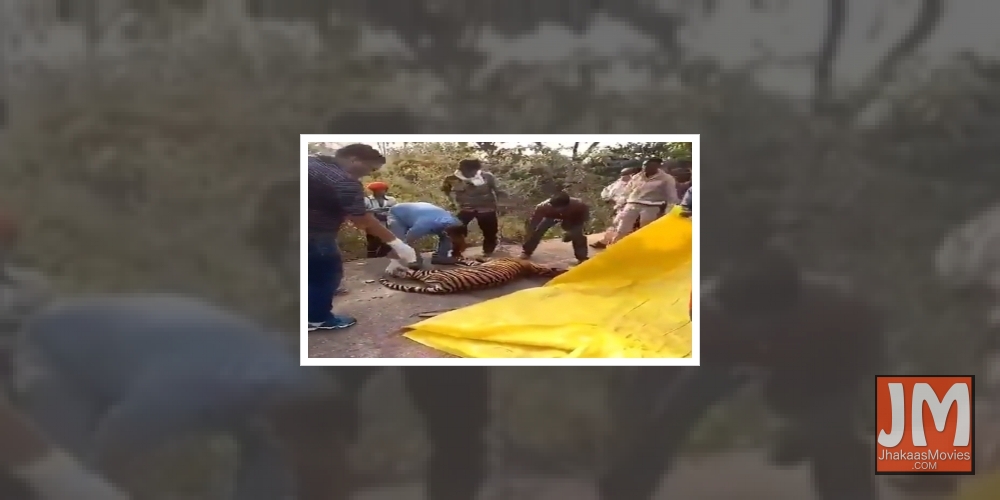 One-year-old tigress killed in Panna reserve.