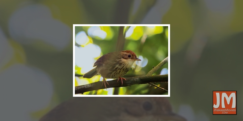 Puff-throated babbler makes first appearance in Rajasthan.
