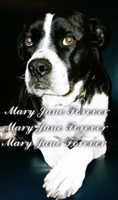 Miley Cyrus mourns pet dog