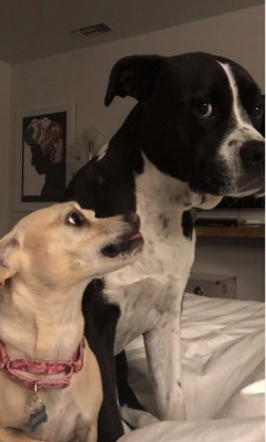 Miley Cyrus mourns pet dog