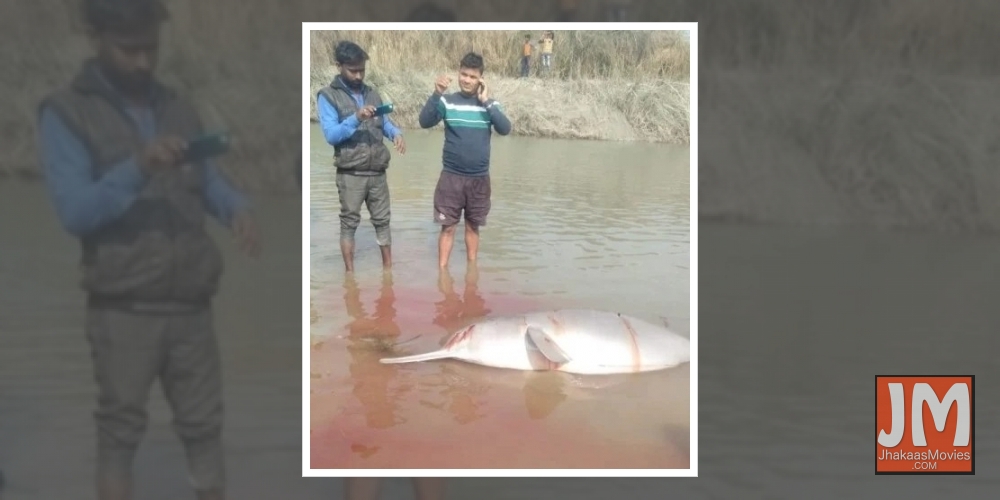 B-Town shocked by video of dophin being beaten; Police say arrests have been made