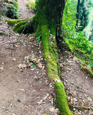 Filmmaker Shoojit Sircar on Monday revealed why hugging a tree can be beneficial. He says the action can have a calming effect on people