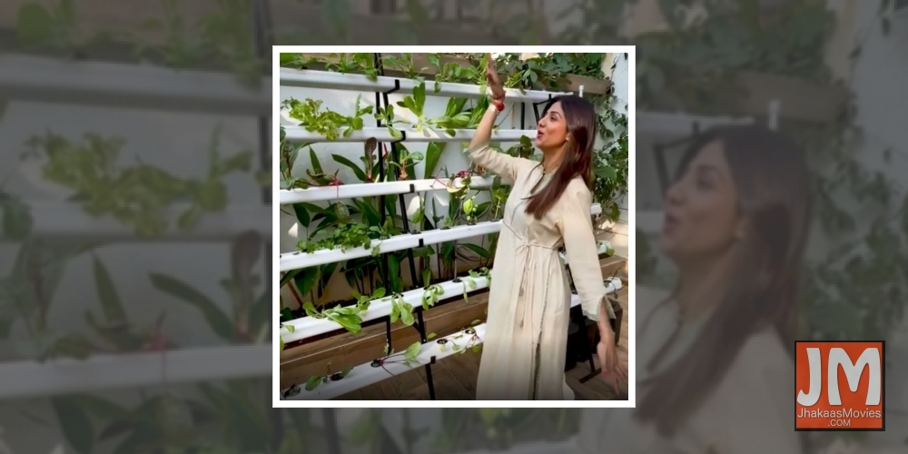 Actress Shilpa Shetty on Friday gave a sneak peek of her hydroponic or soil-less farm to fans. Shilpa revealed that she has grown vegetables of her salad in just 25 days in the farm, which is her newfound passion.