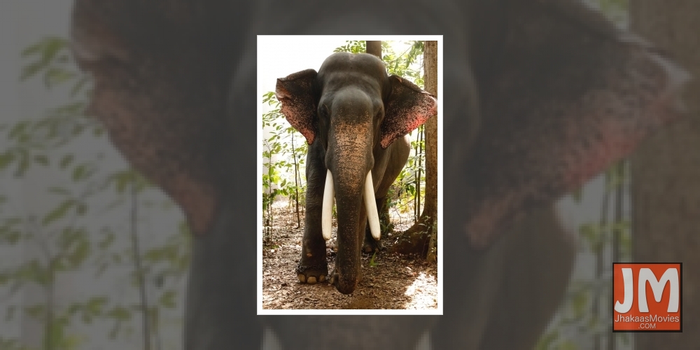 Guess who was the 'busiest' star in Rana Daggubati's 'Haathi Mere Saathi'!