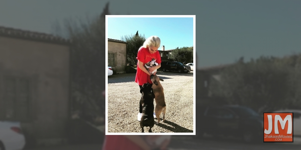 Lady GagaÂ’s dogs return unharmed