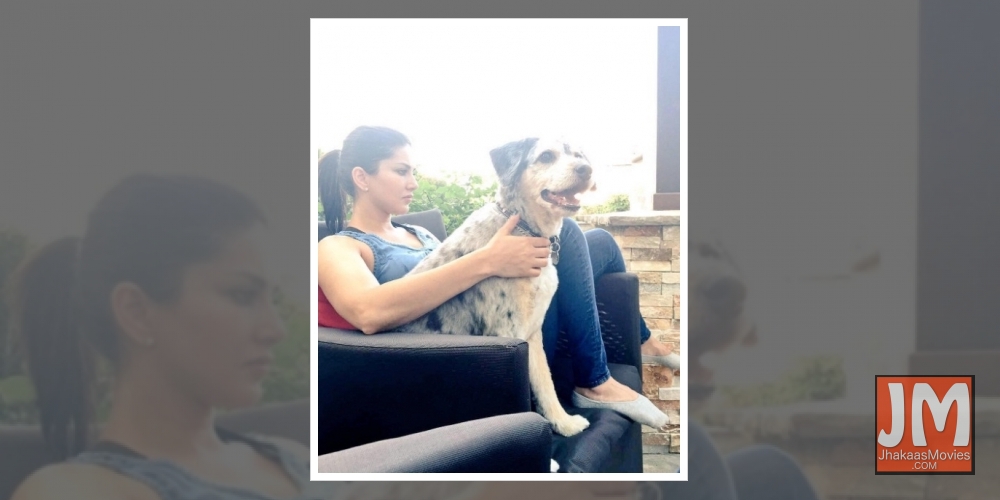 Bollywood celebs who have adopted pets.