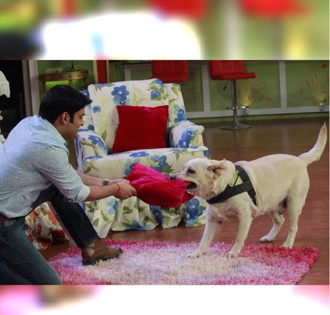 Bollywood celebs who have adopted pets.