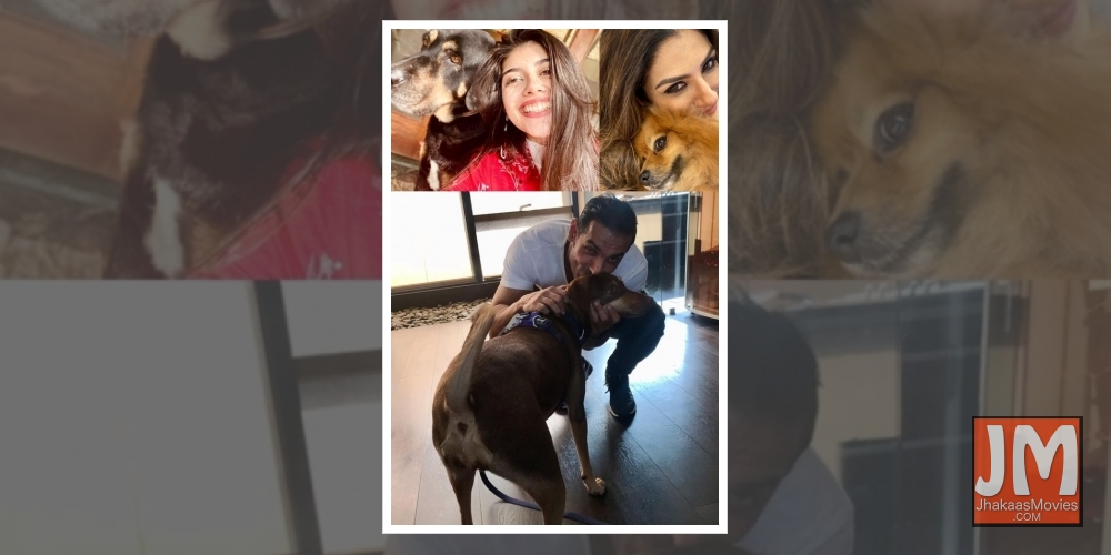 B-Town turns to pals with paws to battle lockdown blues.