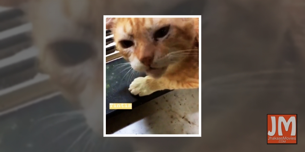 Chandan Roy Sanyal mourns death of his pet cat TinTin.