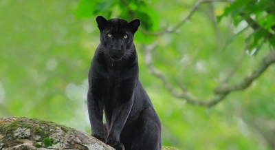 Research about where and when animals are being spotted