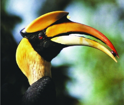 A hornbill in Laos