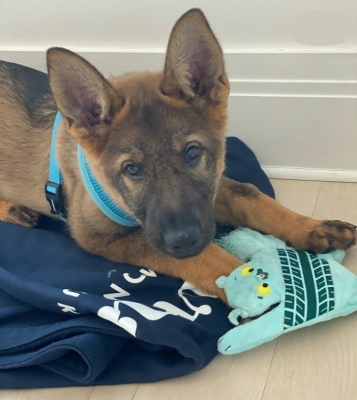Priyanka Chopra surprises Nick with a pup.
