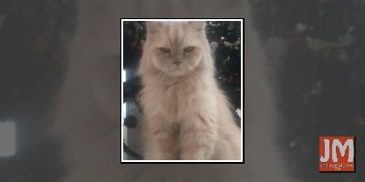 Tiger Shroff mourns loss of pet cat JD