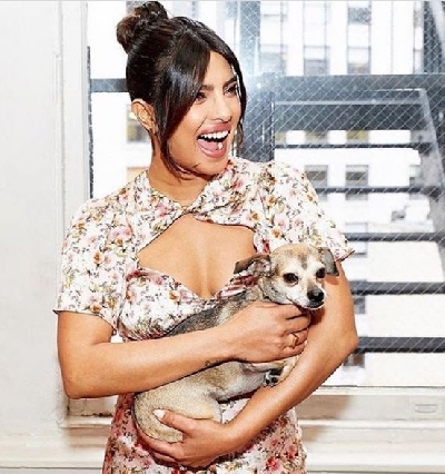 Priyanka Chopra Jonas adopted a puppy in 2016 and named her Diana. The Indian actress then introduced Diana to the world on Instagram. She goes with the Insta handle "diariesofdiana", which currently has 220 posts, and has a fan following of over 149k.