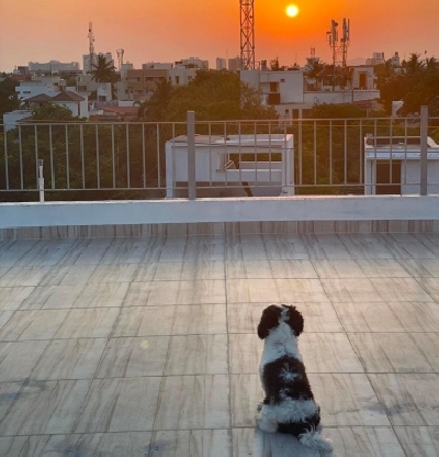 Lockdown diaries: South stars spend quality time with furry friends.