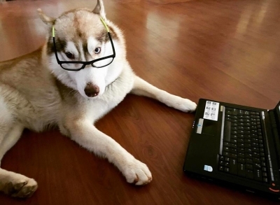 Lockdown diaries: South stars spend quality time with furry friends.