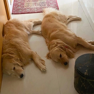 Lockdown diaries: South stars spend quality time with furry friends.