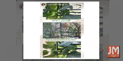 Madhuri shares a glimpse of her 'home garden'