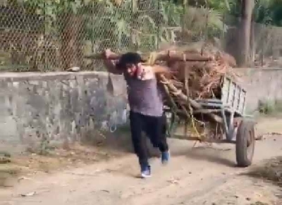 Vidyut Jammwal uses 'raw animal strength' to pull a bullock cart.