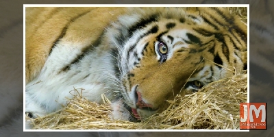 COVID-19: New documentary looks at effects on animals