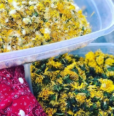 Hilarie Burton, kids make 'dandelion wine'..