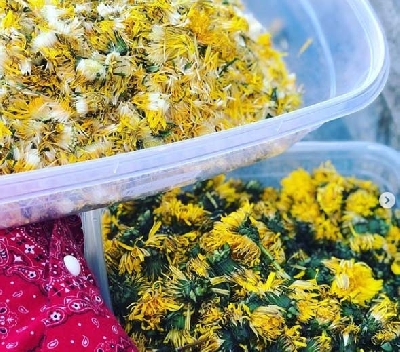 Hilarie Burton, children make 'dandelion wine'.