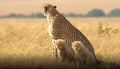 Shraddha Kapoor supports #LockdownZoos initiative.