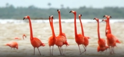 Shraddha Kapoor supports #LockdownZoos initiative.