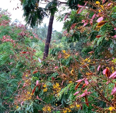 Madhuri Dixit shares a portrait of 'calm before the storm'.