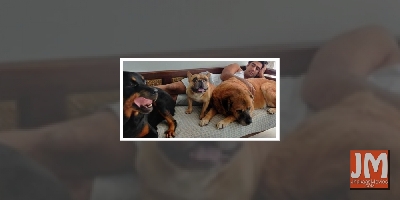 Amit Sadh spends birthday with his pets amid lockdown