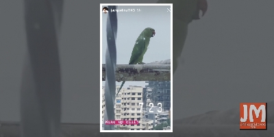 Jacqueline Fernandez has a squawky new 'wake up call'