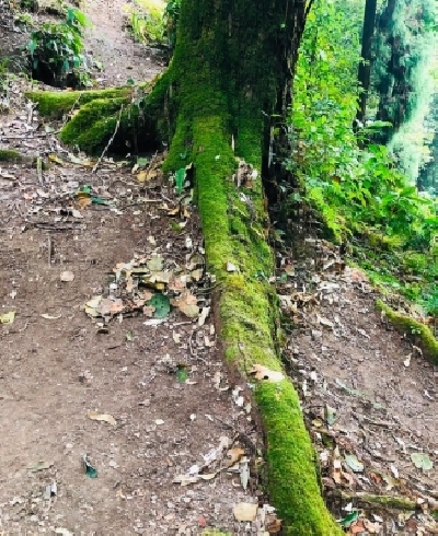 Filmmaker Shoojit Sircar on Monday revealed why hugging a tree can be beneficial. He says the action can have a calming effect on people
