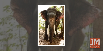 Guess who was the 'busiest' star in Rana Daggubati's 'Haathi Mere Saathi'!