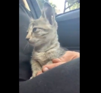 Bollywood celebs who have adopted pets.