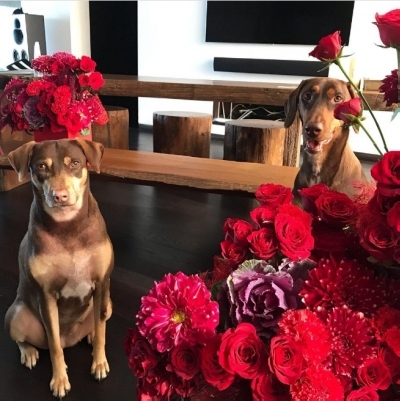 Bollywood celebs who have adopted pets.