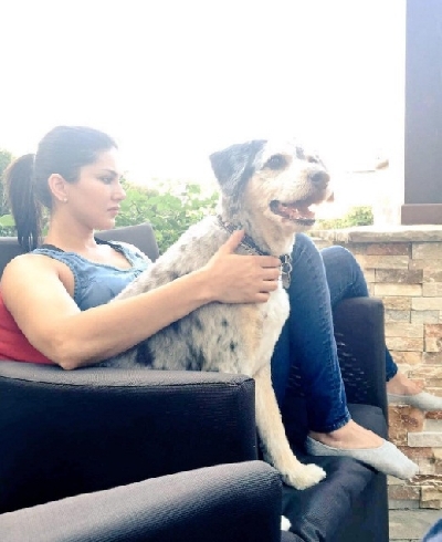 Bollywood celebs who have adopted pets.