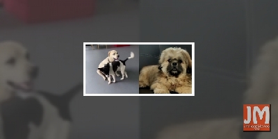 Mahesh Babu, Adivi Sesh's furry friends steal the limelight