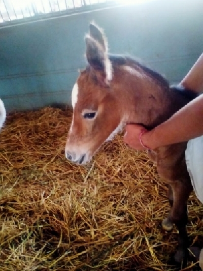 Randeep Hooda names newborn foal Hope after his mother Asha